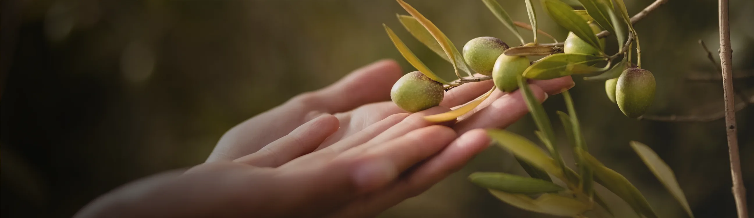 A hand reaching through sunlit olive branches