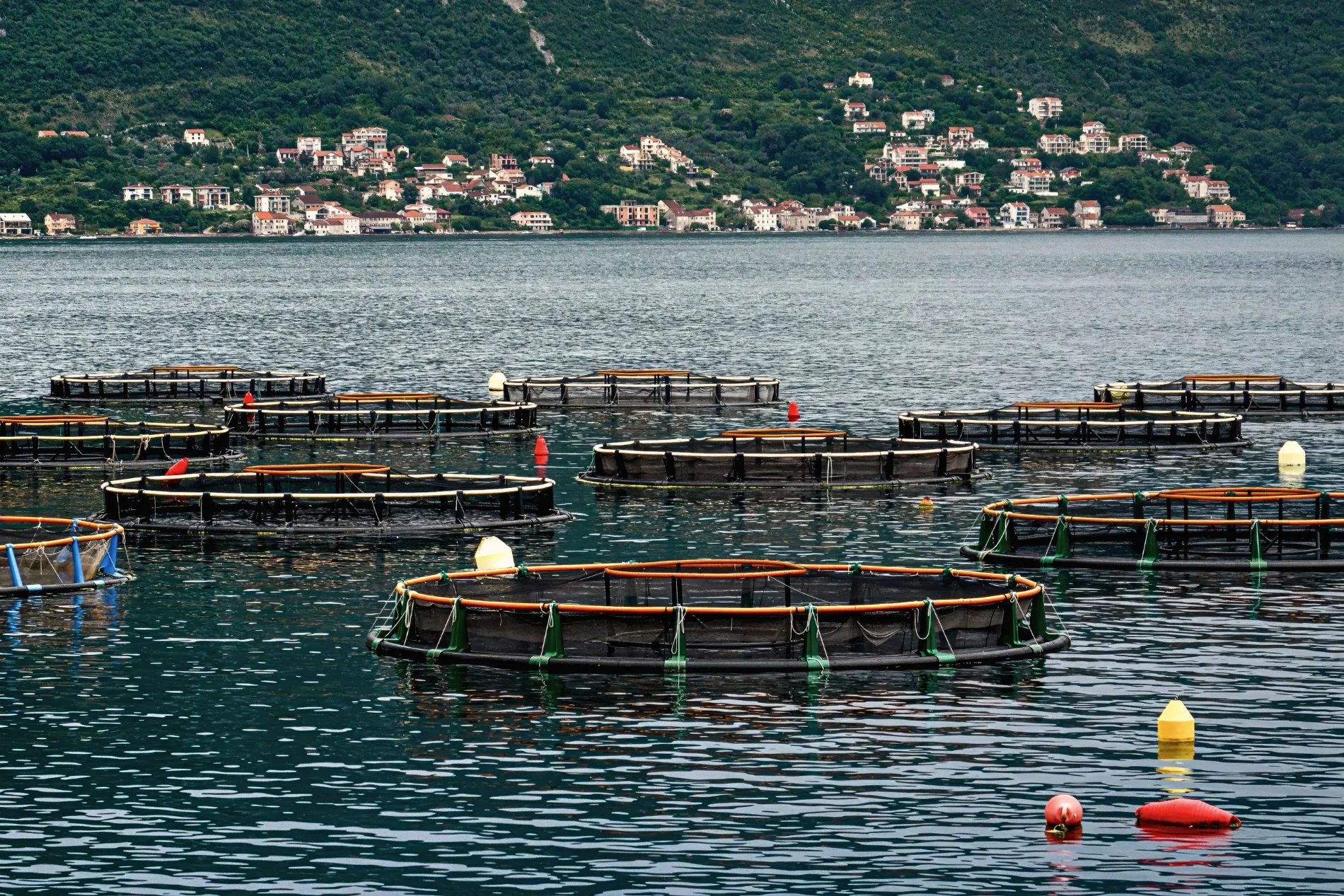 Fish farms floating on the Adriatic beneath a coastal landscape